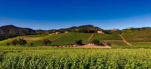 vineyards, napa valley, california-1590014.jpg